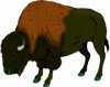 buffalo