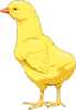 chick