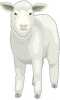 lamb